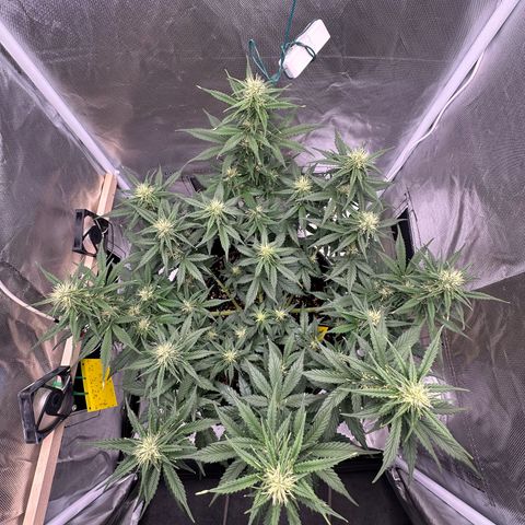 Cookie #2 growlog timeline photo