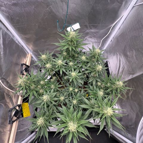 Cookie #2 growlog timeline photo