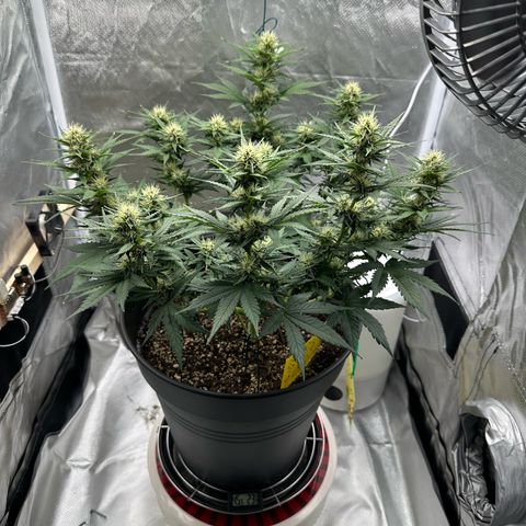 Cookie #2 growlog timeline photo