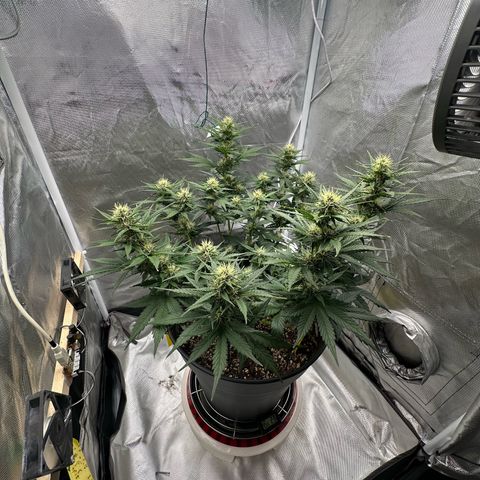 Cookie #2 growlog timeline photo