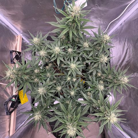 Cookie #2 growlog timeline photo