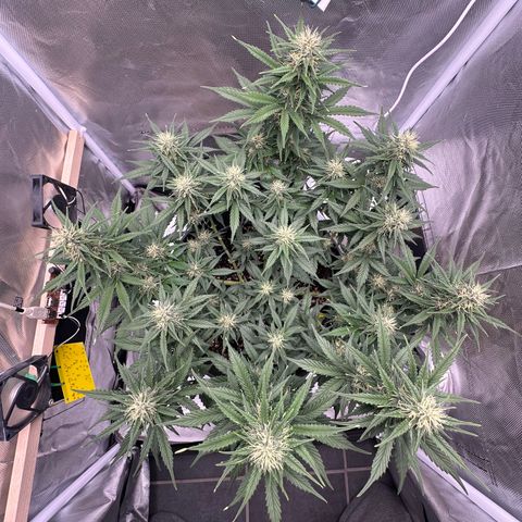 Cookie #2 growlog timeline photo