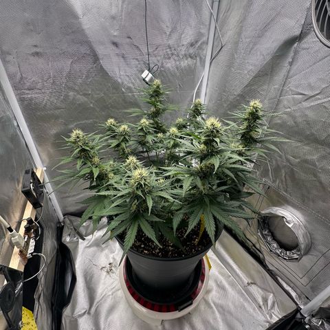 Cookie #2 growlog timeline photo