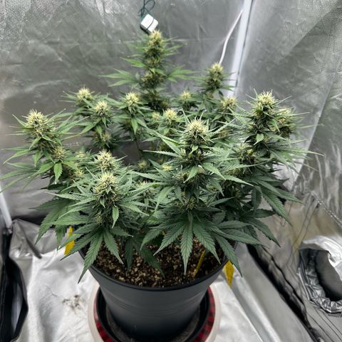 Cookie #2 growlog timeline photo