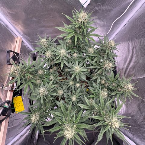 Cookie #2 growlog timeline photo