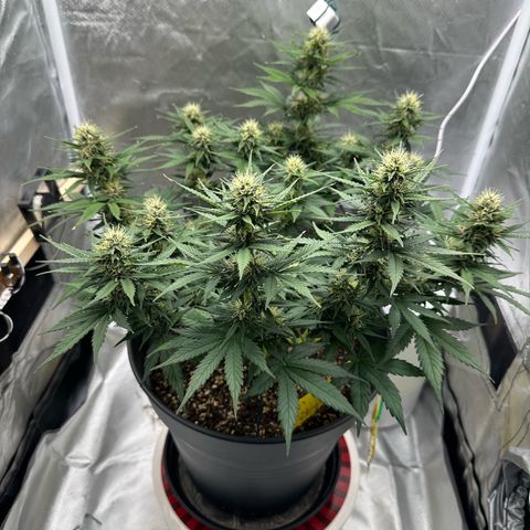 Cookie #2 growlog timeline photo