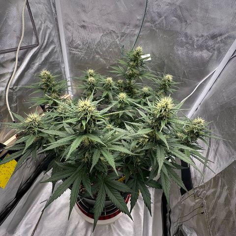 Cookie #2 growlog timeline photo