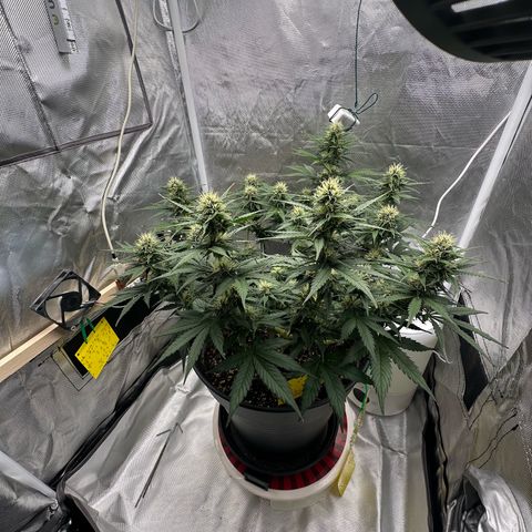 Cookie #2 growlog timeline photo