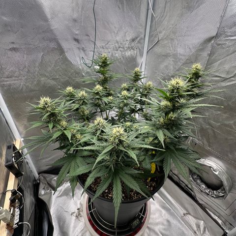 Cookie #2 growlog timeline photo
