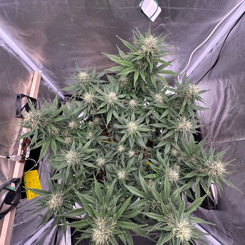 Cookie #2 growlog timeline photo