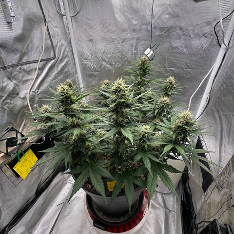 Cookie #2 growlog timeline photo