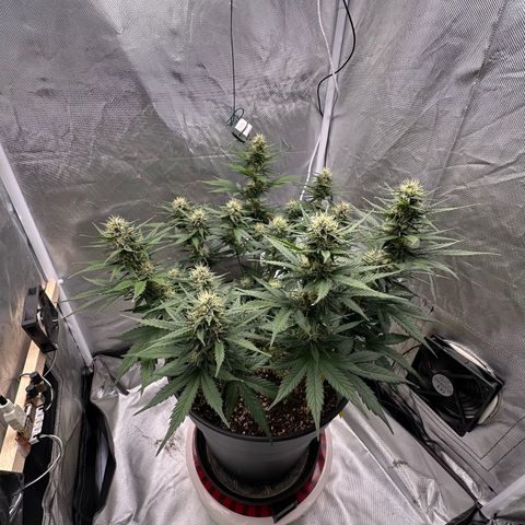 Cookie #2 growlog timeline photo