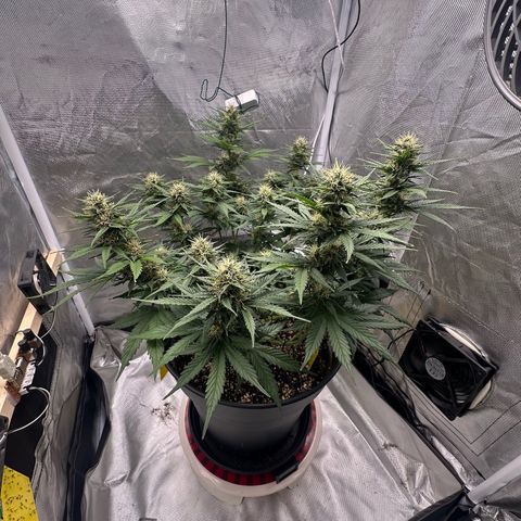 Cookie #2 growlog timeline photo