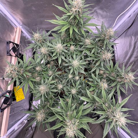 Cookie #2 growlog timeline photo