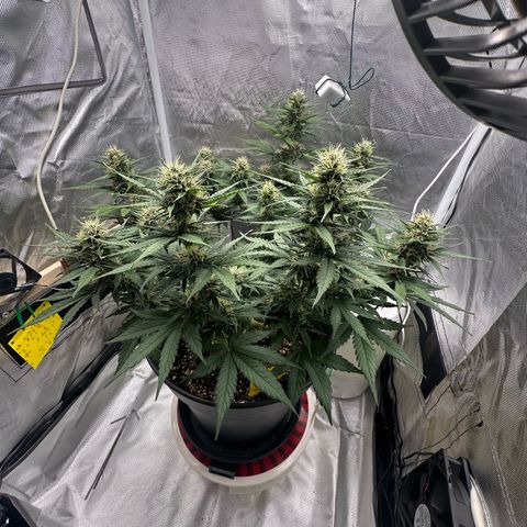 Cookie #2 growlog timeline photo