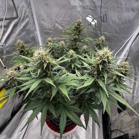 Cookie #2 growlog timeline photo