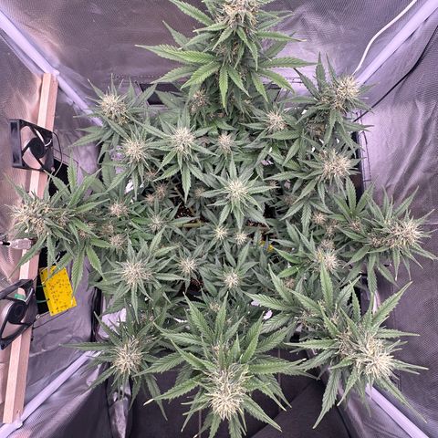 Cookie #2 growlog timeline photo