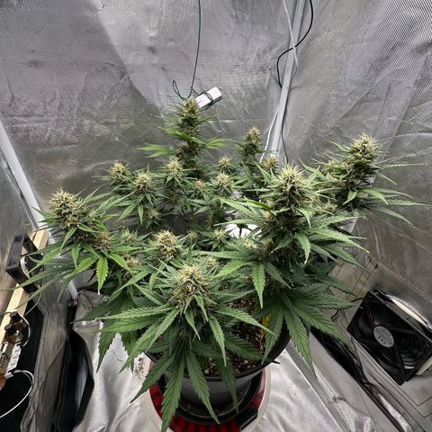 Cookie #2 growlog timeline photo