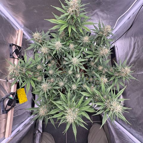Cookie #2 growlog timeline photo