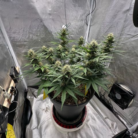 Cookie #2 growlog timeline photo