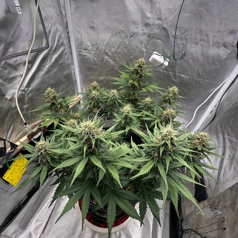 Cookie #2 growlog timeline photo