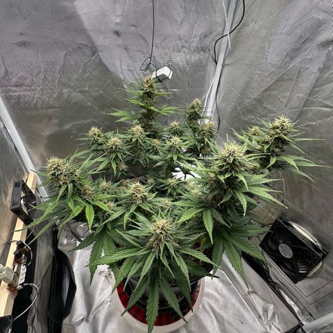Cookie #2 growlog timeline photo
