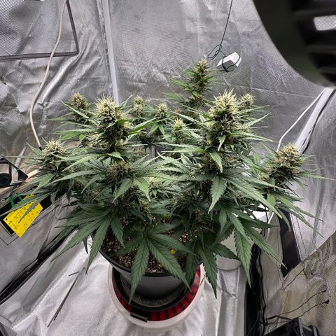 Cookie #2 growlog timeline photo