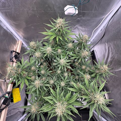 Cookie #2 growlog timeline photo