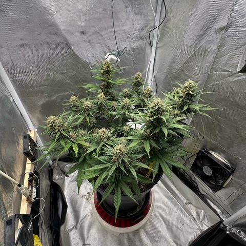 Cookie #2 growlog timeline photo