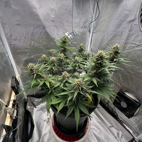 Cookie #2 growlog timeline photo