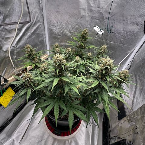 Cookie #2 growlog timeline photo