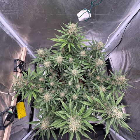 Cookie #2 growlog timeline photo
