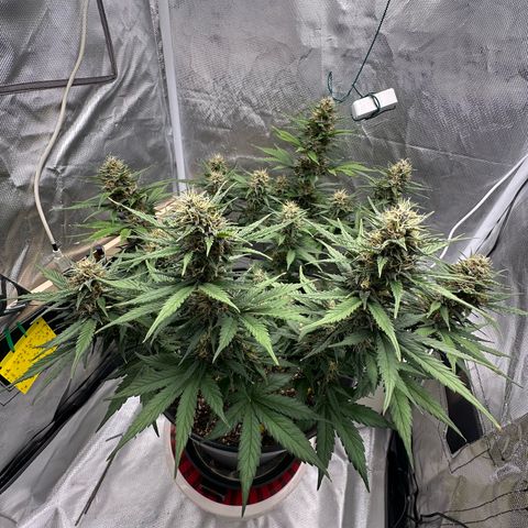 Cookie #2 growlog timeline photo