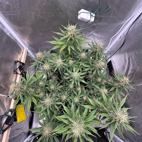 Cookie #2 growlog timeline photo