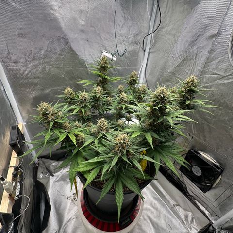 Cookie #2 growlog timeline photo