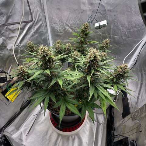 Cookie #2 growlog timeline photo