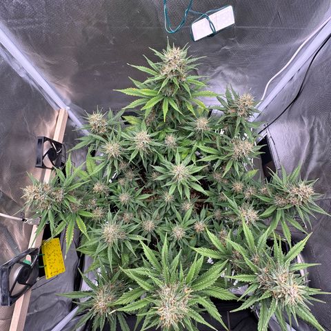 Cookie #2 growlog timeline photo