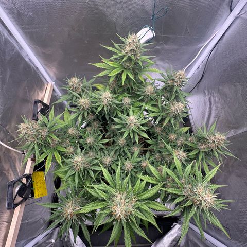 Cookie #2 growlog timeline photo