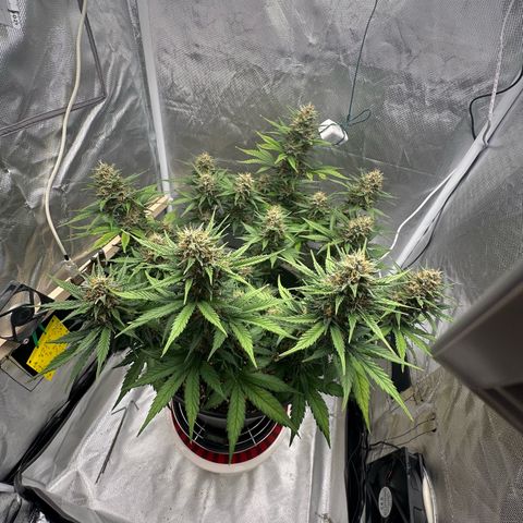 Cookie #2 growlog timeline photo