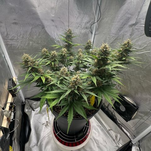 Cookie #2 growlog timeline photo