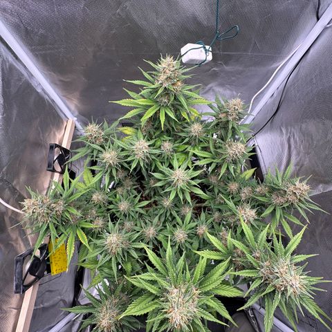 Cookie #2 growlog timeline photo