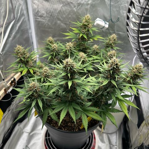 Cookie #2 growlog timeline photo