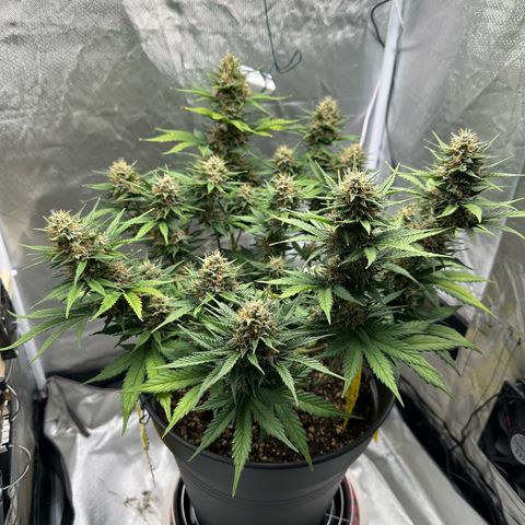 Cookie #2 growlog timeline photo