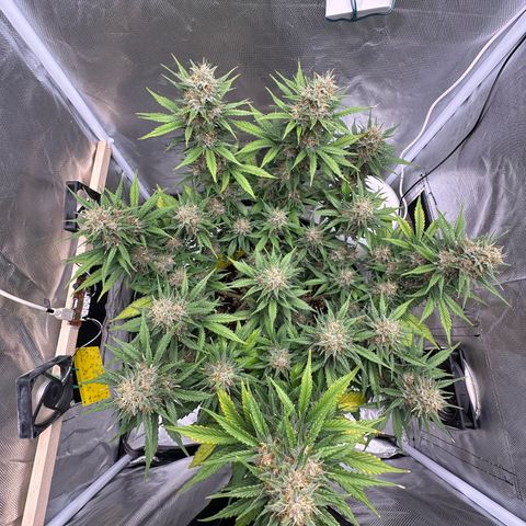 Cookie #2 growlog timeline photo