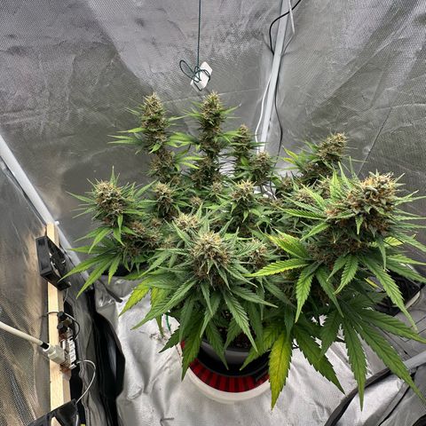 Cookie #2 growlog timeline photo