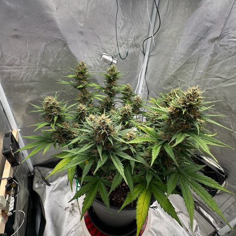 Cookie #2 growlog timeline photo
