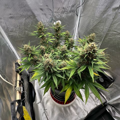 Cookie #2 growlog timeline photo