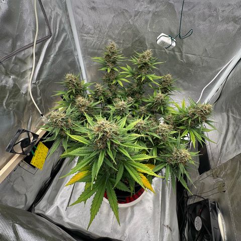 Cookie #2 growlog timeline photo