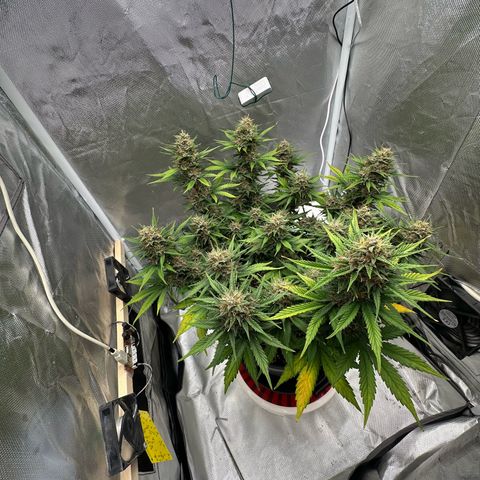 Cookie #2 growlog timeline photo