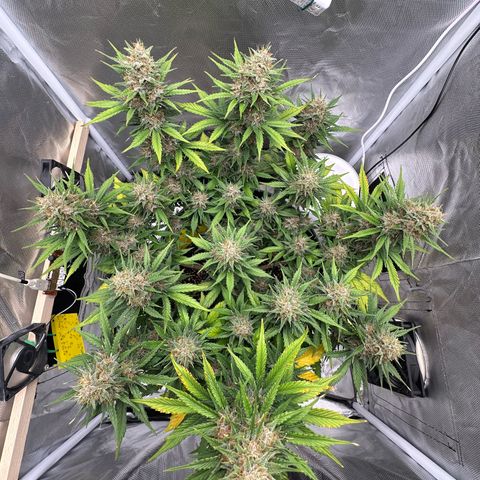 Cookie #2 growlog timeline photo